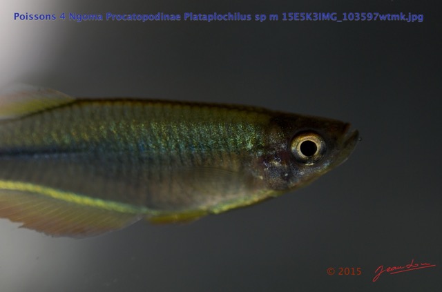 033 Poissons 4 Ngoma Procatopodinae Plataplochilus sp m 15E5K3IMG_103597wtmk.jpg